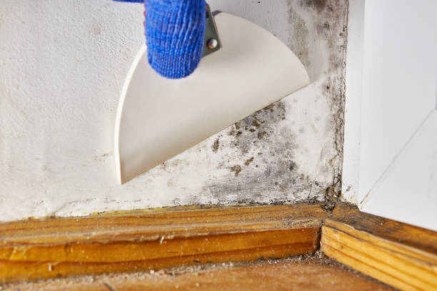 Best Mold Removal for HVAC Installations  in Okemos, MI
